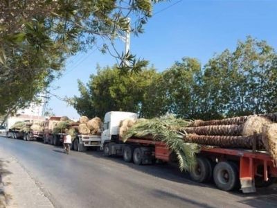 ماجرای صادرات درختان نخل جنوب به کشورهای عربی چیست؟
